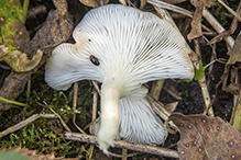 Golden Oyster Mushroom
