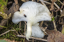 Golden Oyster Mushroom