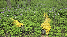 Golden Oyster Mushroom