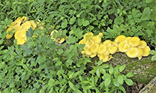 Golden Oyster Mushroom