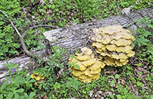 Golden Oyster Mushroom