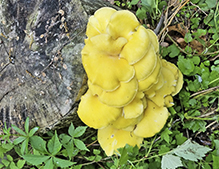 Golden Oyster Mushroom