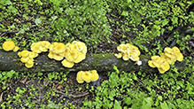 Golden Oyster Mushroom