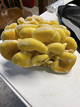 Golden Oyster Mushroom