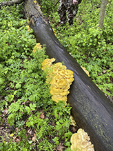 Golden Oyster Mushroom