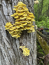 Golden Oyster Mushroom