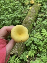 Golden Oyster Mushroom