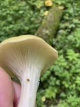 Golden Oyster Mushroom