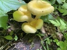 Golden Oyster Mushroom