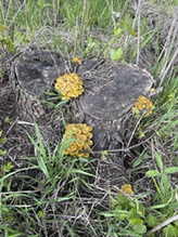 Golden Oyster Mushroom