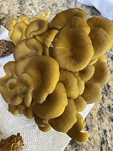 Golden Oyster Mushroom