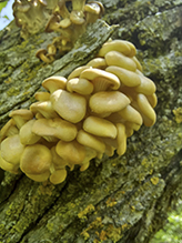 Golden Oyster Mushroom