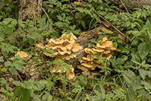 Golden Oyster Mushroom