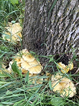 Golden Oyster Mushroom