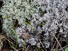 Gray Reindeer Lichen