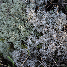Gray Reindeer Lichen