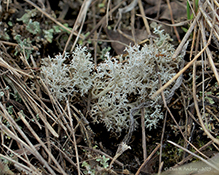 ant (Formica sp.) on Gray Reindeer Lichen