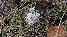 Gray Reindeer Lichen