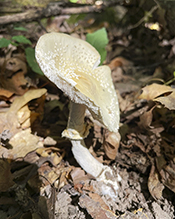 Great Funnel-Veil Amanita