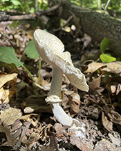 Great Funnel-Veil Amanita