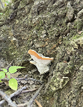 Green Cheese Polypore