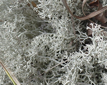 Green Reindeer Lichen