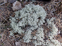 Green Reindeer Lichen