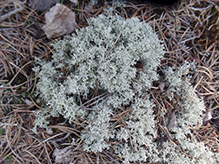 Green Reindeer Lichen