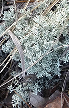 Green Reindeer Lichen