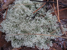 Green Reindeer Lichen