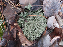 Green Reindeer Lichen