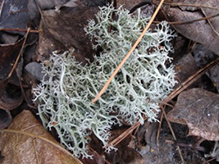 Green Reindeer Lichen
