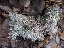 Green Reindeer Lichen