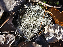 Green Reindeer Lichen