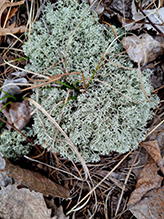 Green Reindeer Lichen