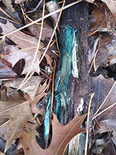 Green Wood Cup