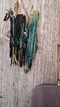 Green Wood Cup