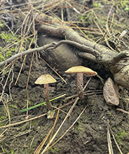 Greenfoot Fibrecap Greenfoot Fibrecap