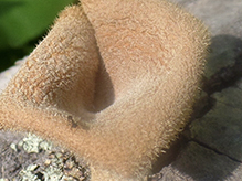 Hairy Oyster Mushroom