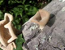 Hairy Oyster Mushroom