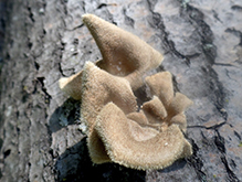 Hairy Oyster Mushroom