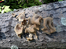Hairy Oyster Mushroom