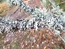 Hammered Shield Lichen