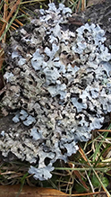 Hammered Shield Lichen