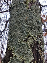 Hammered Shield Lichen