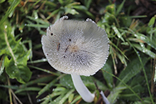 Hare’s Foot Inkcap