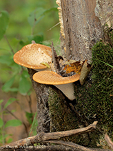 Hexagonal-pored Polypore