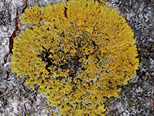 Hooded Sunburst Lichen