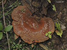 Hemlock Varnish Shelf - Featured photo
