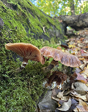 honey mushroom (Armillaria sinapina)